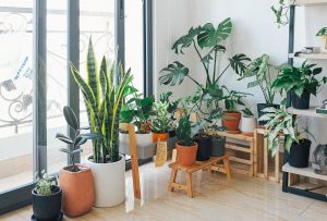 potted green indoor plants in a window