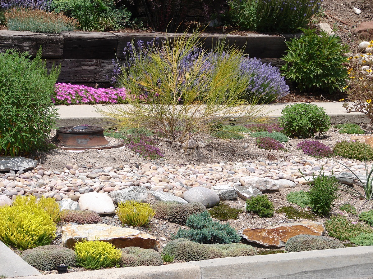 native Colorado plants in a landscape xeriscaping with native Colorado plants in a landscape