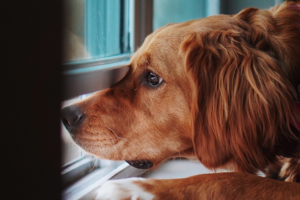 Red haired dog with floppy ears looking and sticking his snout outside a window that's been partially opened.